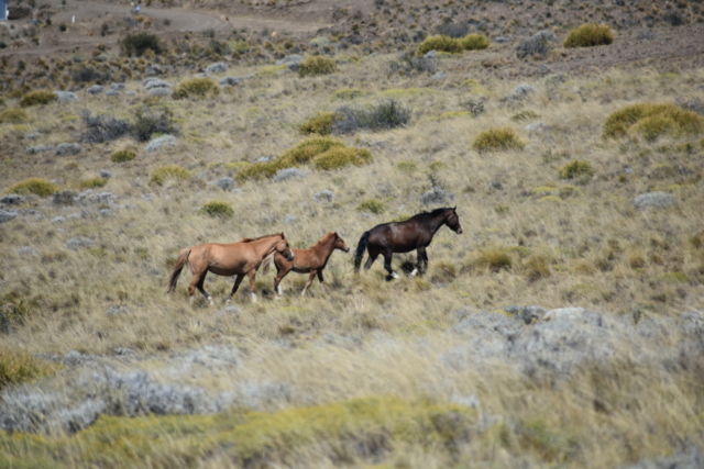 Horses after being corralled.