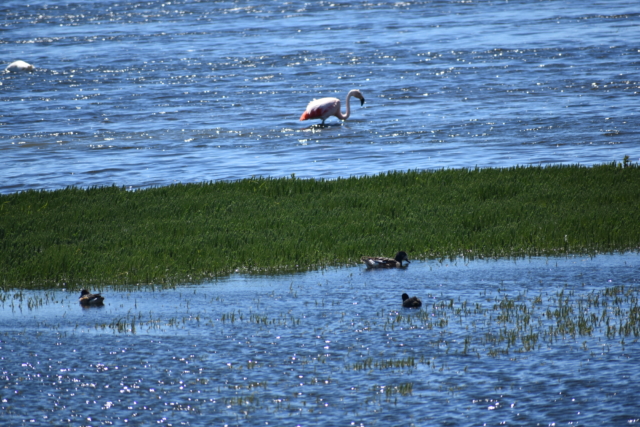 A flamingo from a safe, dry distance.