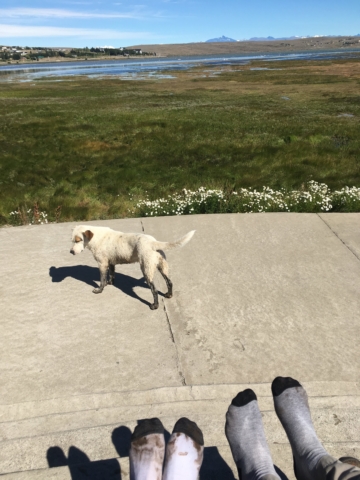 Muddy feet and a wet dog after our respective bog adventures