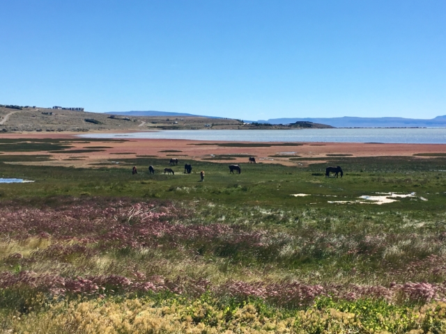 Horses in the distance. They don't seem to mind the bog.
