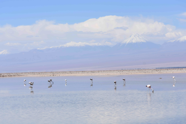 Flamingos in Laguna Chaxa