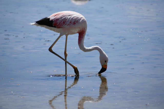 Flamingo