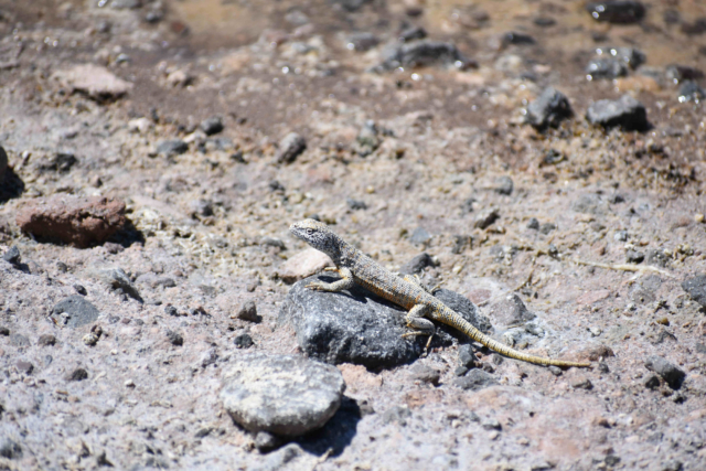 Photogenic lizard
