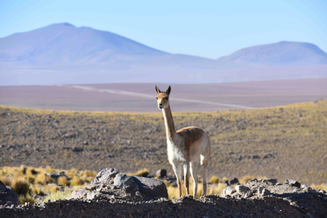 Scenic vicuña