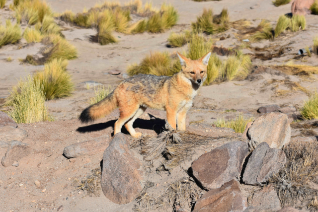 Fox!