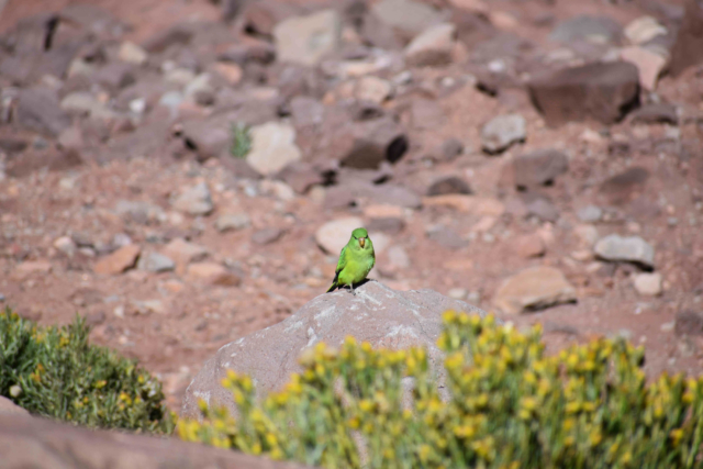 Little green birds