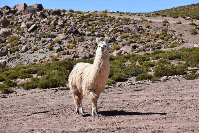 A posing llama