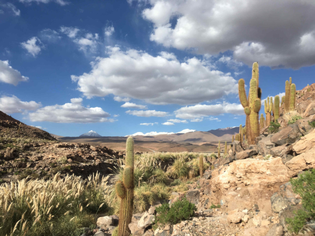 Guatin cactus valley