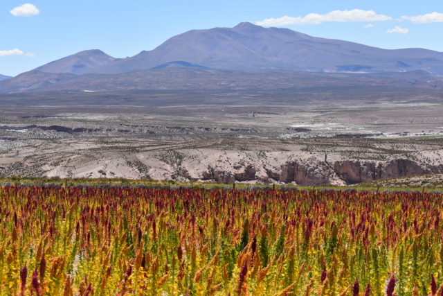 Quinoa and mountains