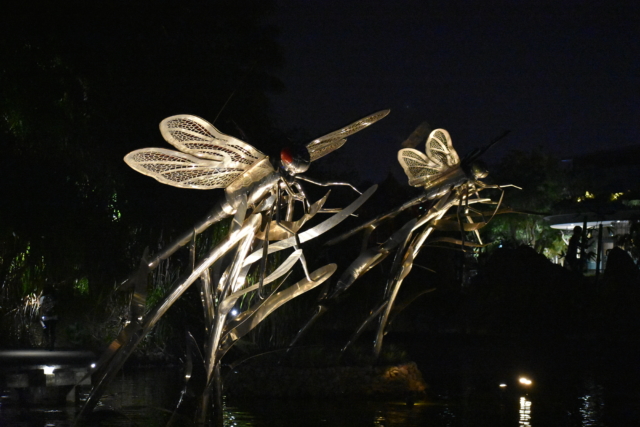 dragonflies