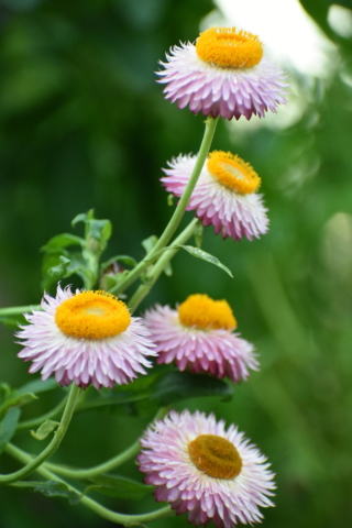 flowers (2)