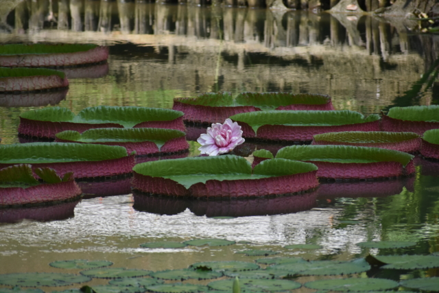 lilly pad 2