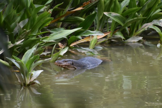 monitor-lizard