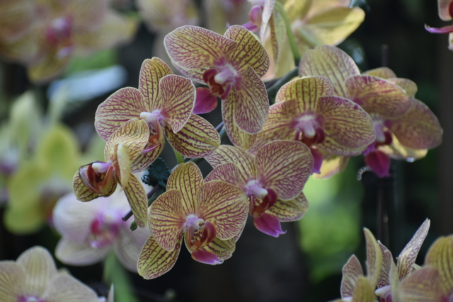 orchid 1