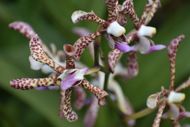 orchid 4