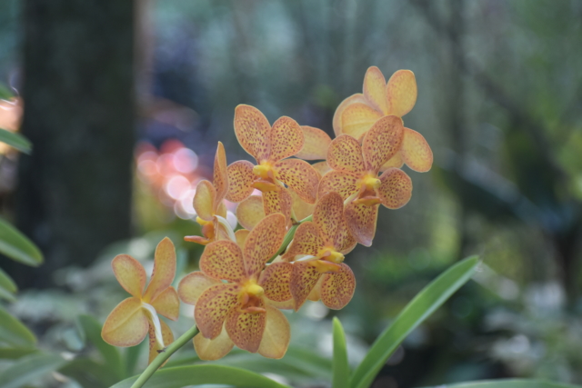 orchid 5