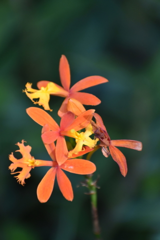 orchid 6