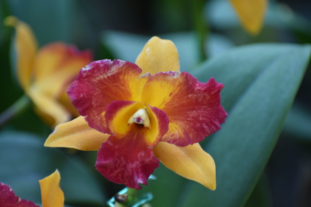 orchid