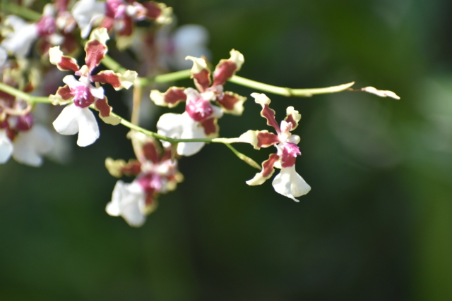 orchid 7