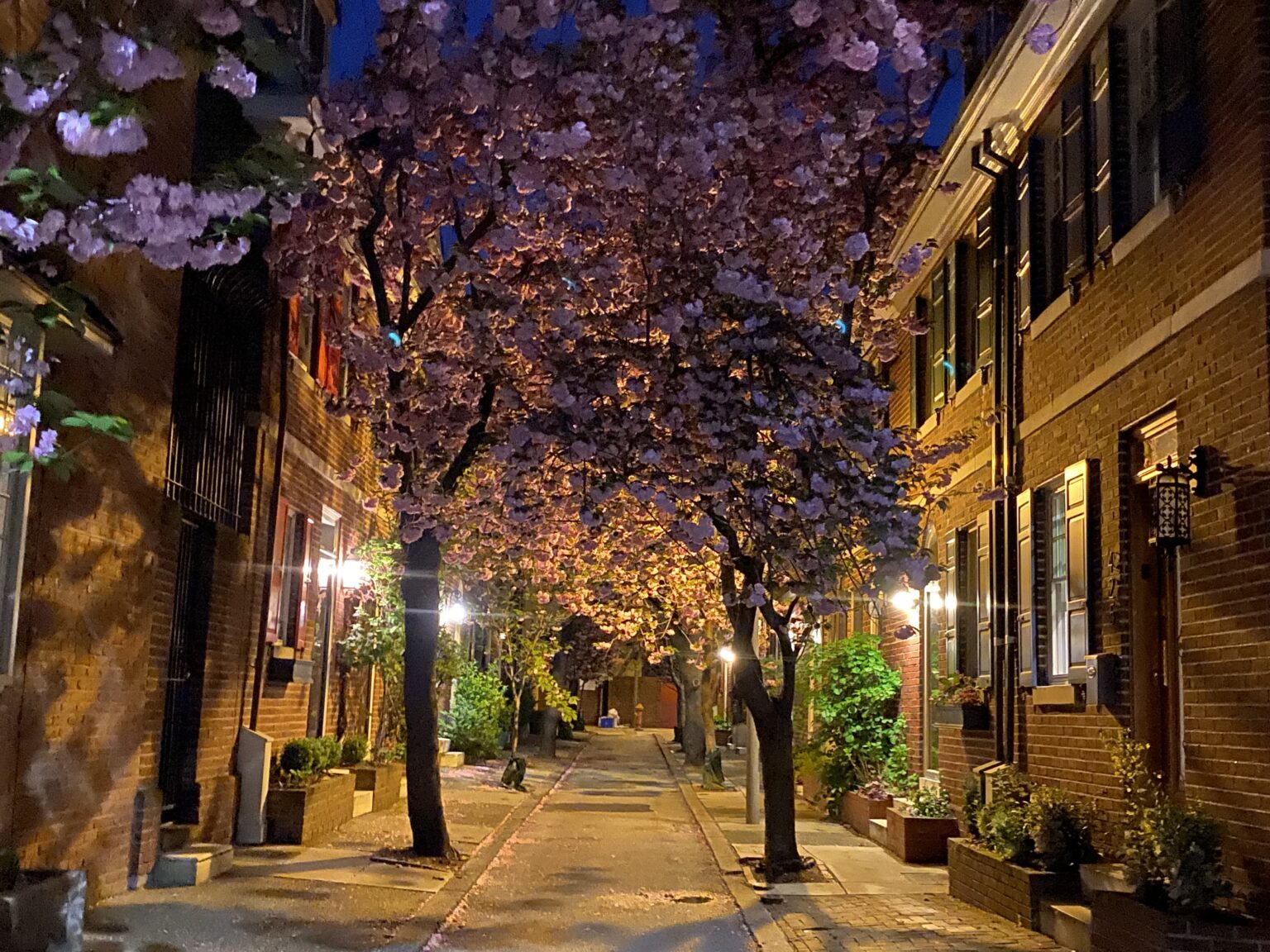 Cherry blossoms in the evening
