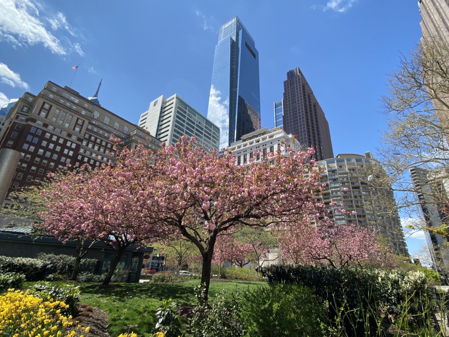 Blossoms and skyscrapers